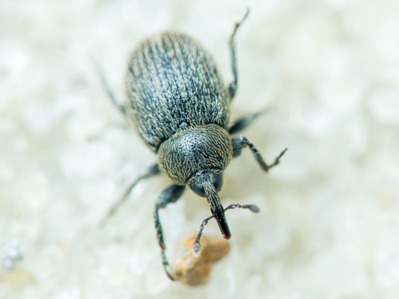 Rhinusa tetra (Fabricius, 1792)